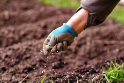 fertilizer