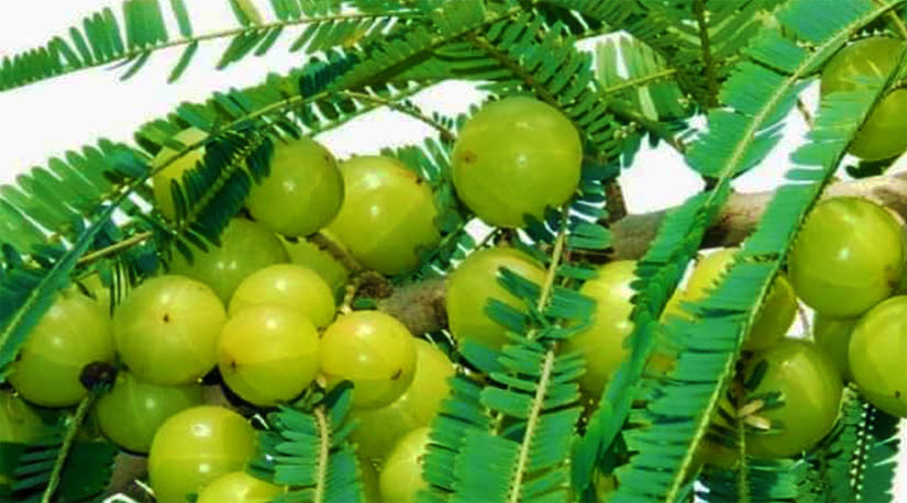 अमलाको महत्व र यसको परिचय