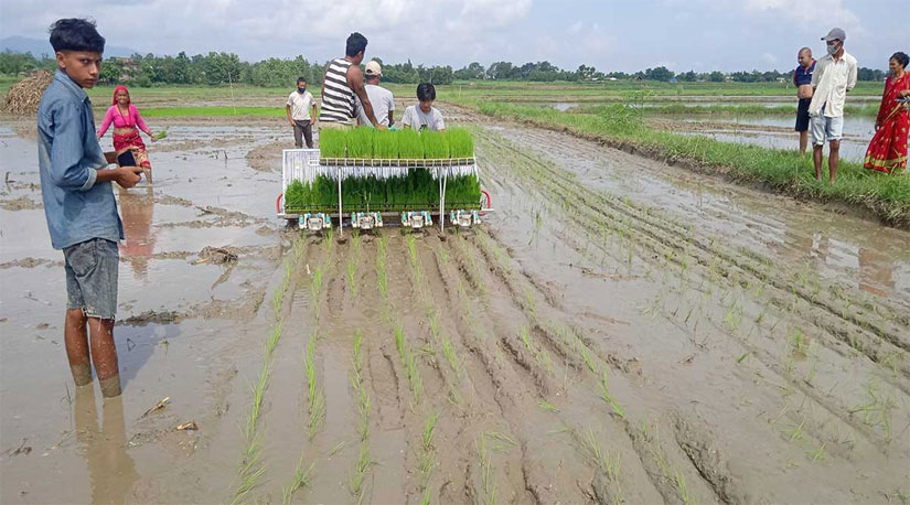 मेशिनले धान रोप्ने प्रविधिको बारेमा जनाकारी र यसको फाईदा