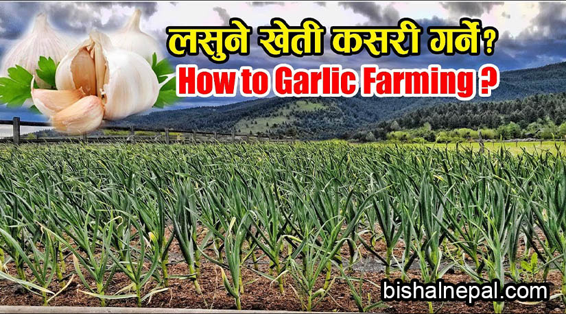 व्यवसायिक लसुन खेती सम्बन्धी सम्पुर्ण जानकारी र प्रविधिहरु