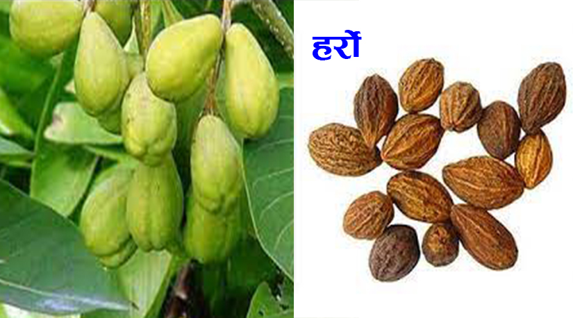 आयुर्वेदमा अत्यधिकमात्रामा प्रयोगहुने जडिबुटी हर्रो