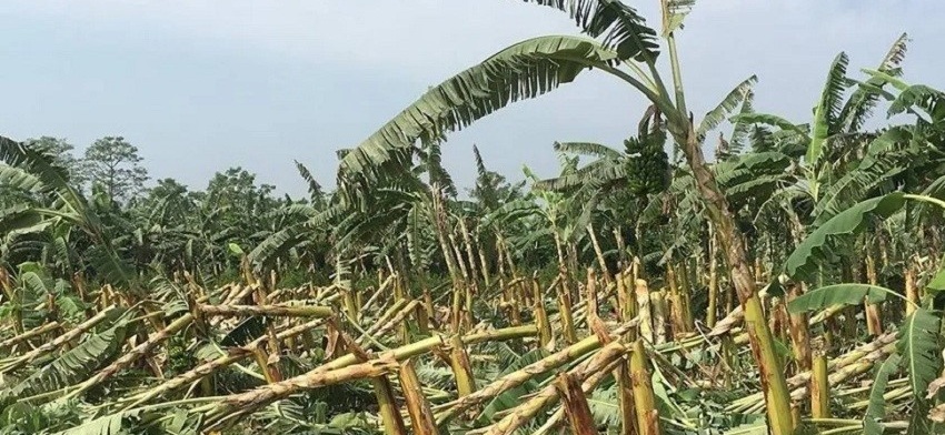 हुरीका कारण झापामा केराखेतीमा क्षति