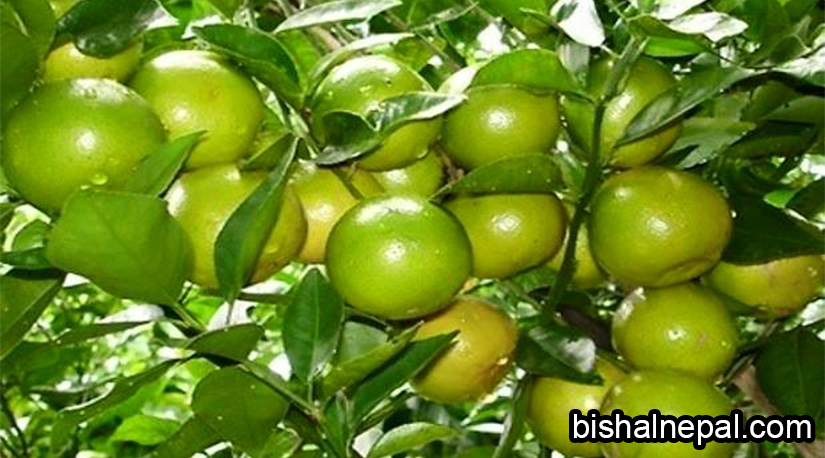 जाँगरिला र लगनशील नरेन्द्रको कागती खेती