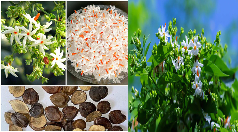 पारिजात फूलको महत्व