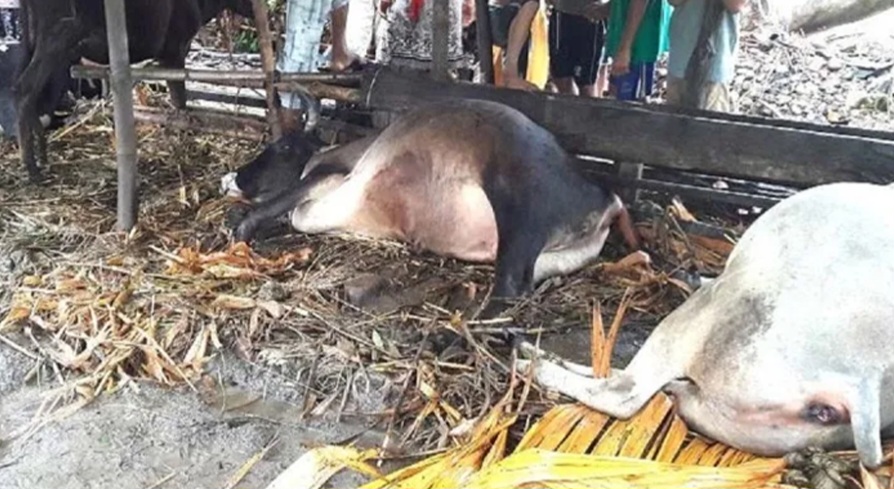 चङ्खेलीमा अज्ञात रोगले ३० बढी पशुवस्तु मरे