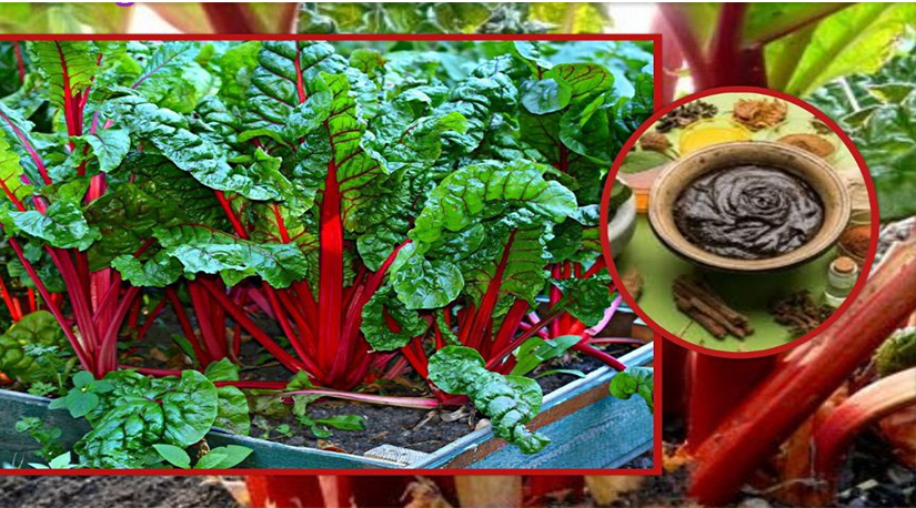 पदमचाल एक अमुल्य जडिबुटीको संक्षिप्त परिचय