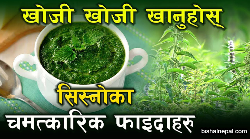 सिस्नोको नियमित प्रयोगले स्वास्थ्यमा पर्ने सकारात्मक परिवर्तन