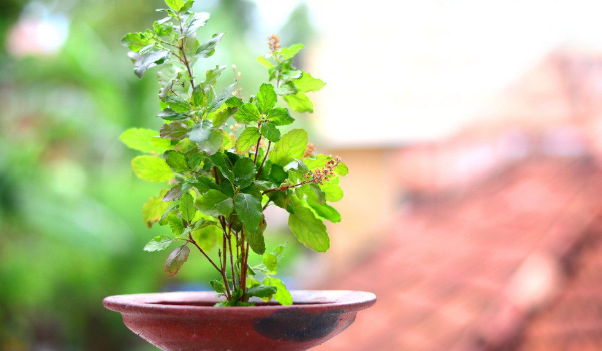 आज हरिशयनी एकादशी : तुलसीको बिरुवा सारिँदै