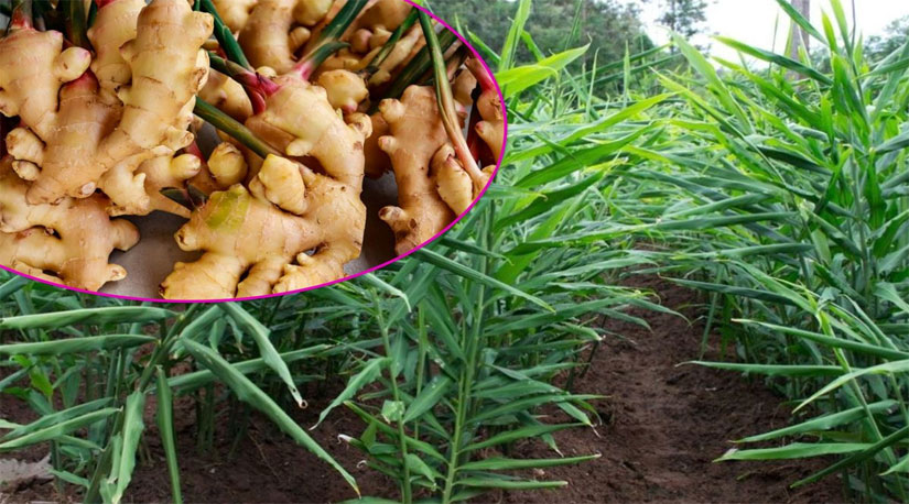 अदुवा खेतीबारे जानकारी