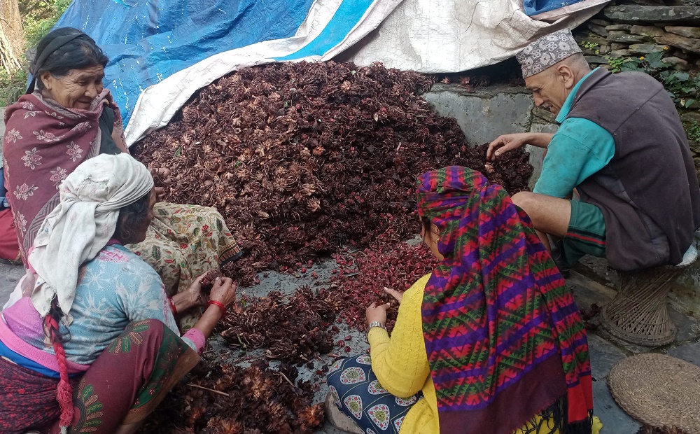 बागलुङका किसानले एकै वर्षमा बेचे ६ करोडको अलैँची