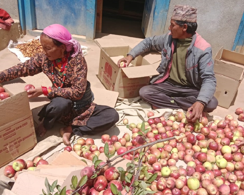 जुम्लामा स्याउ बिक्रीबाट ३८ करोड आम्दानी