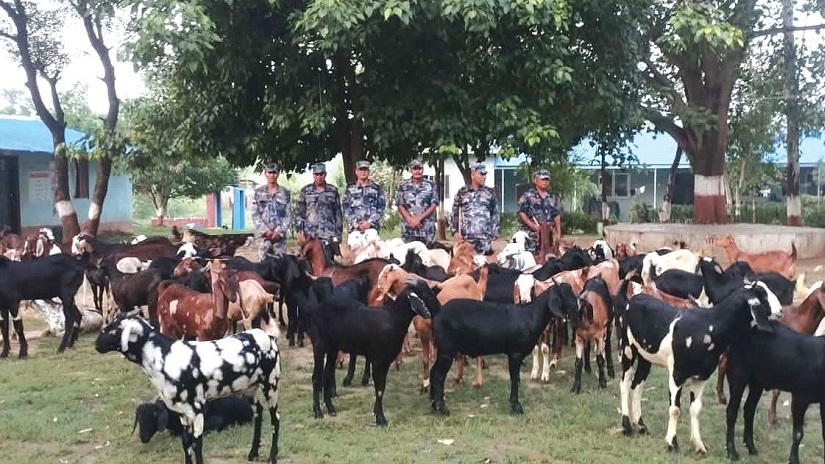 भन्सार छलेर ल्याइएका ८० खसीबोका सशस्त्रको नियन्त्रणमा
