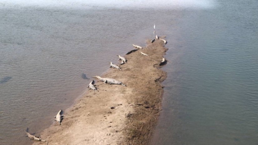 राप्ती नदीमा १७ घडियालको गुँड भेटियो