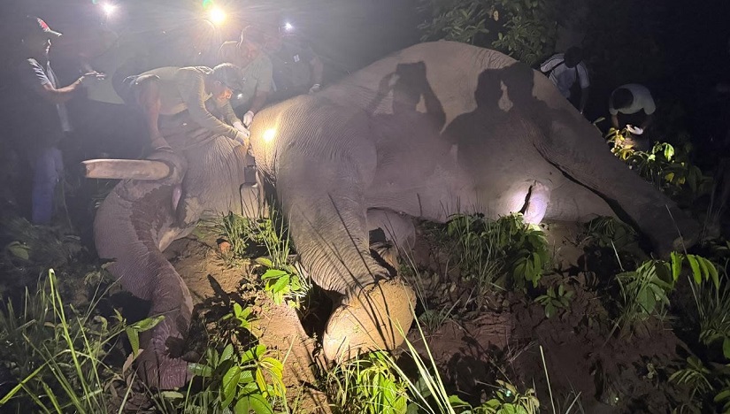 ध्रुवेलाई रेडियो कलर जडान गरेर छाडियो