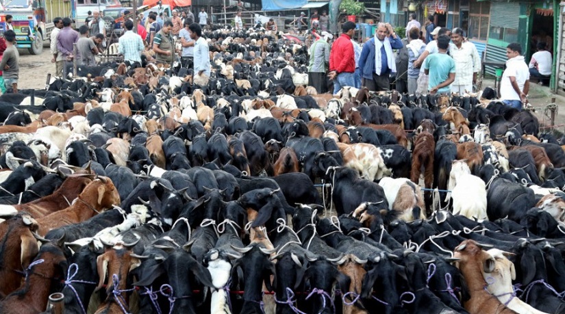 मुस्ताङबाट दसैँमा १६ करोडको भेडाच्याङ्ग्रा बिक्री