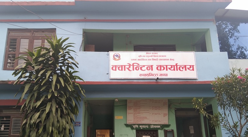 काँकडभिट्टाबाट आठ महिनामा १३ करोड बढिको कोदो आयात