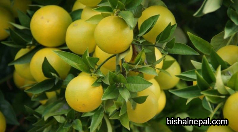 कागती खेतीबाट फेरिएको जिवनशैली
