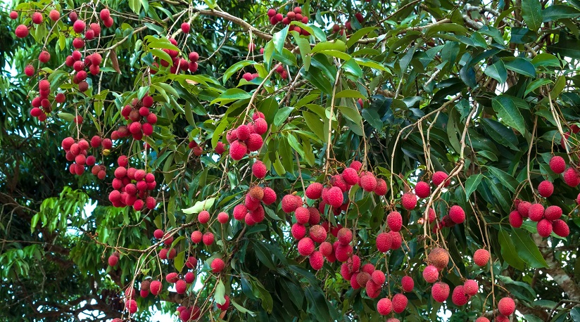 सर्लाहीको लिची २८ लाखमा ठेक्का