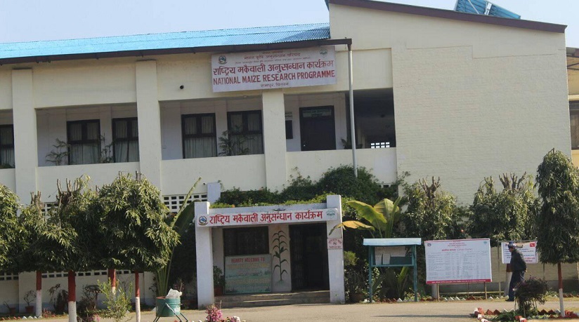 स्थानीय जातको मुरली मकै सिफारिस गर्ने तयारीमा अनुसन्धान केन्द्र