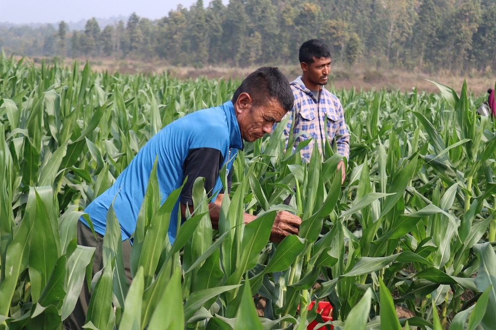 हाइब्रिड मकैको बीउ उत्पादन गर्दै हरिहरपुरगढी