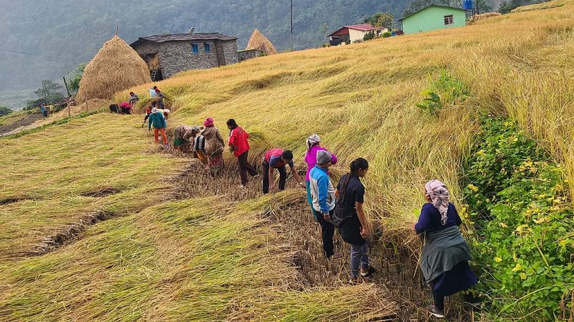 म्याग्दीबाट एकै वर्षमा तीन करोड बढीको कृषि उपज बिक्री