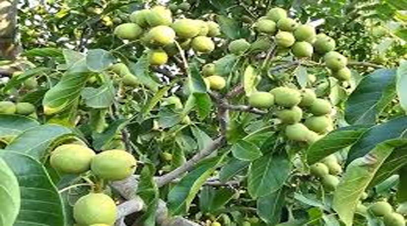 यसरी गर्नुहोस ओखर (WALNUT) खेती