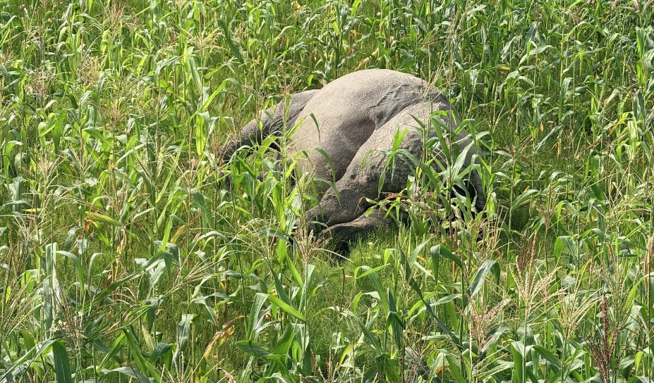नवलपरासीमा मृत गैँडा फेला