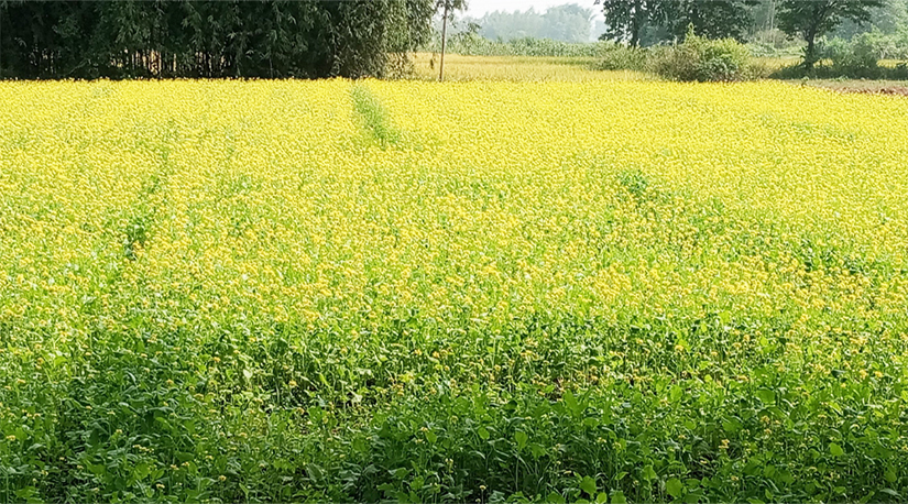 मलखाद र यान्त्रिकीकरणको अभावमा तोरीको उत्पादन बढाउन गाह्रो