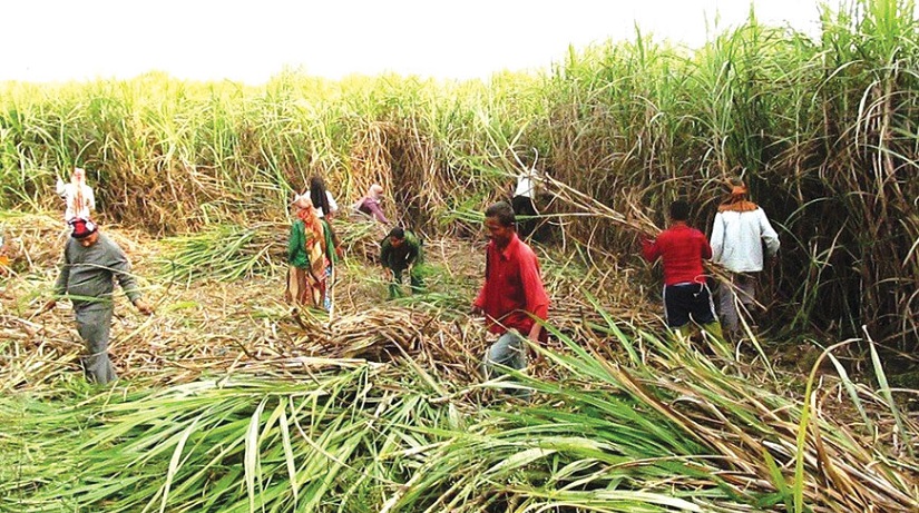 चाडपर्व नजिक उखुको अनुदान रकम पाएपछि किसान खुशी