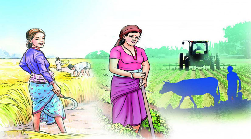 नेपाली कृषिकर्मको महिलाकरण : किन र कसरी
