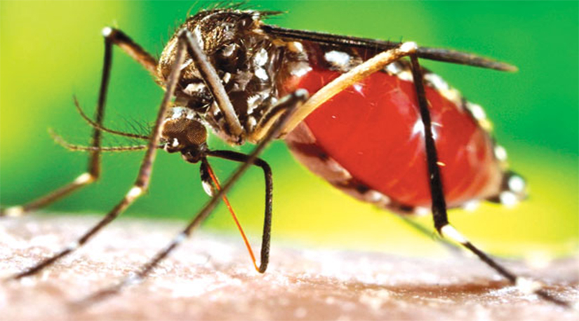 डेङ्गुको जोखिम र यसबाट कसरी बच्ने ?